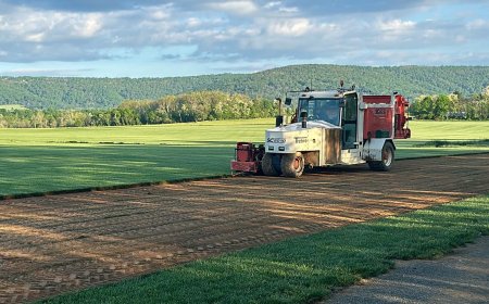 Transform Your Lawn with Fresh Grass Sod in Alexandria: A Guide to Lush, Green Spaces