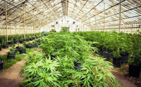 How to Use the Best Trellis for Cannabis in Any Grow Setup