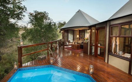 Top Rated Kruger Park Safari Packages for 2025 with Guided Tours Wildlife Adventures and More