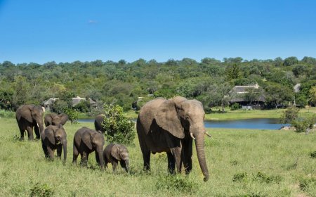 Ultimate Guide to Sabi Sand Game Reserve with Big Five Safaris and Luxury Lodges