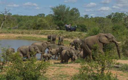 Top Lodges in Timbavati Game Reserve for Luxury and Wildlife Adventures