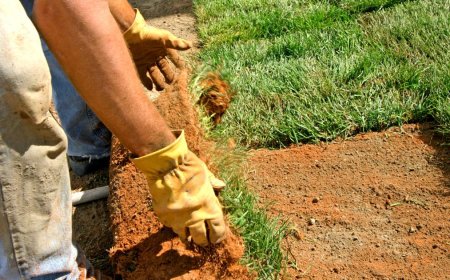 Create Greener Spaces with Professional Landscaping in South Auckland