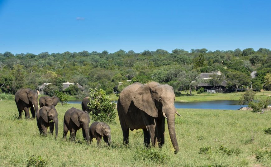 Ultimate Guide to Sabi Sand Game Reserve with Big Five Safaris and Luxury Lodges