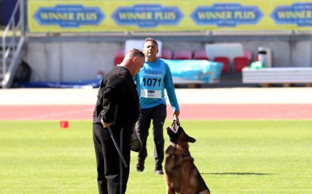 Trained German Shepherds for Sale – Find Your Perfect Guardian