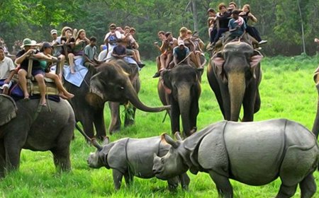 Assam Holidays: Top Tourist Attractions and Travel Tips