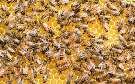 Symbols in the Garden: How Bees Became Messengers of Meaning