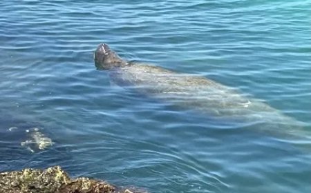 Sunny Days Beach Gear | Casey Key Florida Beach Rentals – Chairs, Umbrellas & Family Fun Delivered