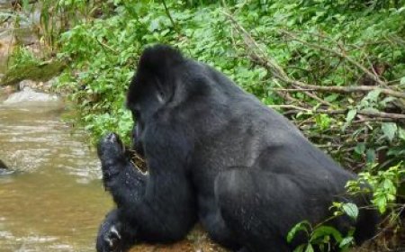 Gorilla Safari in Uganda: Your Complete Guide to an Unforgettable Wildlife Experience