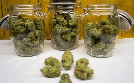 The Definitive Guide to the Online Best Place to Buy THCA Flower from the Best Online THCA Dispensary