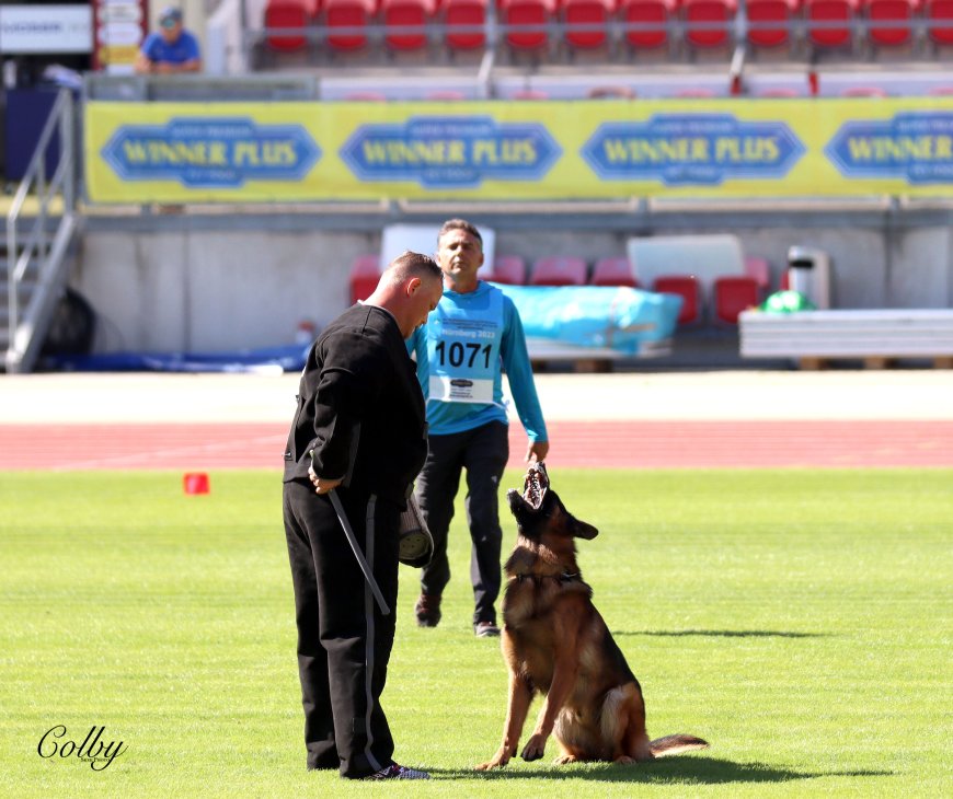 Trained German Shepherds for Sale – Find Your Perfect Guardian