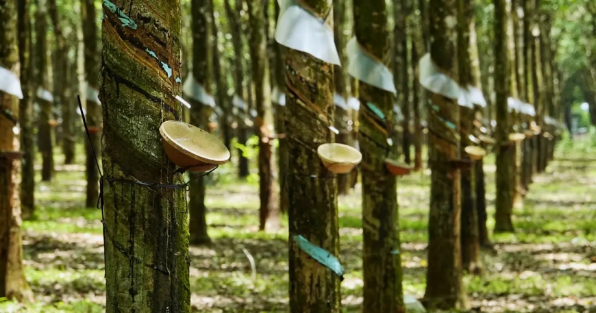 Rubber Board Registration: Ensuring Quality and Compliance