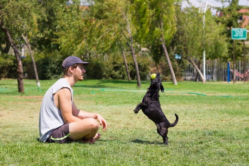 Dog Training in Los Angeles That Actually Speaks Your Dog’s Language