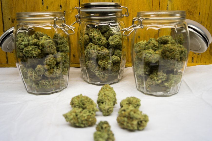 The Definitive Guide to the Online Best Place to Buy THCA Flower from the Best Online THCA Dispensary